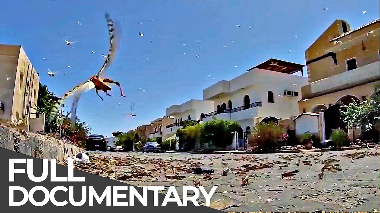 The Locust Swarm That Consumed a Country | Disaster Deja Vu
