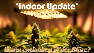 Should I prune the plants on the 21st day? Barney's Farm Part 5