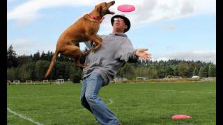 Dog Trick Training -- Back-stall (advanced trick)