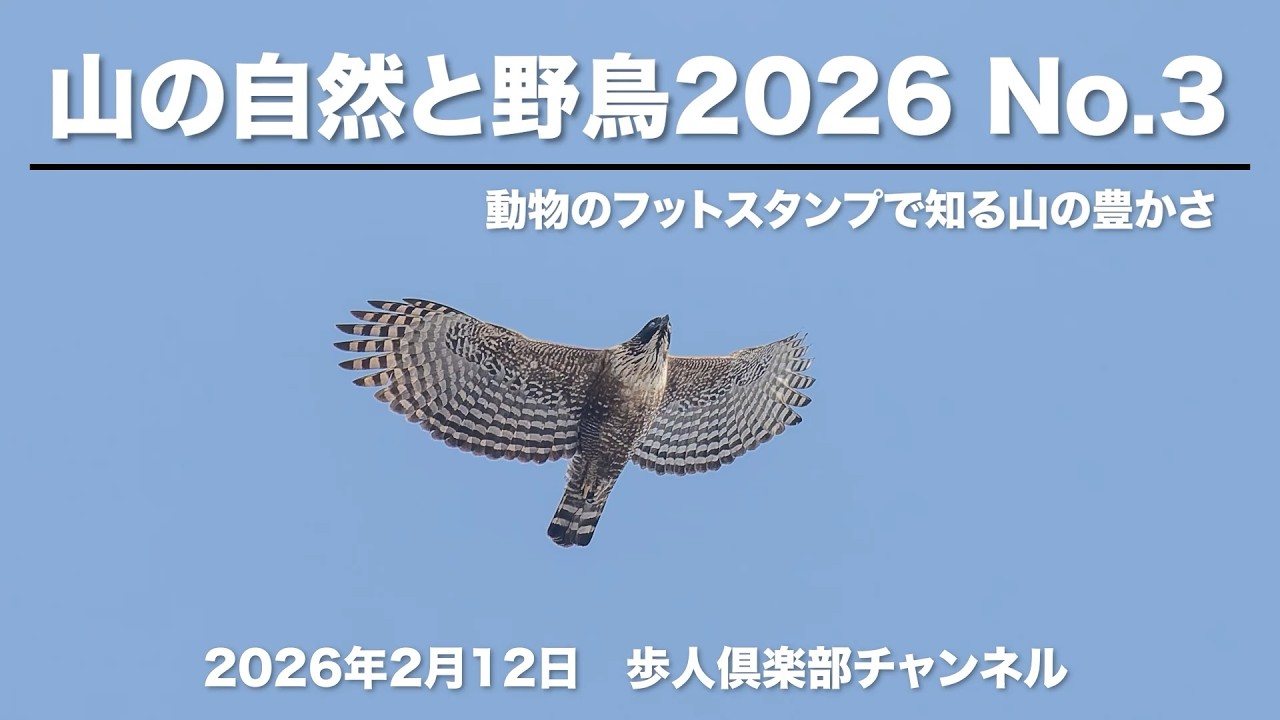 山の自然と野鳥2026 No 32026年2月12日　野鳥撮影　雪山のフットスタンプ　山麓のハイタカ、クマタカ　山でアオゲラの求愛行動