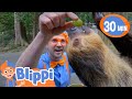 Blippi Explores the Wildlife! | Blippi | Cars, Trucks &amp; Vehicles Cartoon | Moonbug Kids