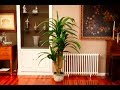 ¿Qué tipos de plantas colocar dentro de la casa?