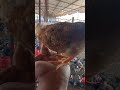 मेरी असली मेहनत तो अभी सुरू हो रही है #poultry #chicken #farming #poultryfeed