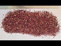 hibiscus flower tea cut tbc Hibiscus rosa-sinensis L   prakash herbal