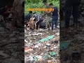 people help a cow 🐄🐄🐄