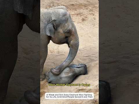 A Mother Elephant’s Love #elephant #motherlove #animals #lovestory #cute #wildlife #animalfriendship