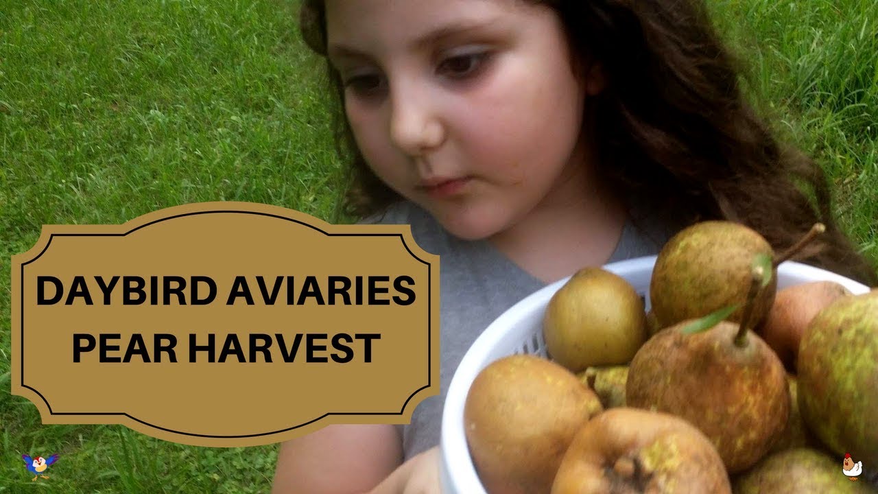 hurricane florida PEAR HARVEST - We've got to get them before Hurricane Harvey does. Yummy Organic Asian Pears.