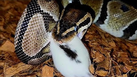 Rat Fed To Hungry Python / Warning Live Feeding