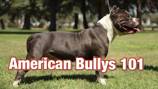 American Bully History 101