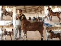 The Biggest Gujri Collection India | Shakeel Bhai Jaipur Goats.