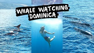 Whales in Dominica  Whale Watching and Snorkelling