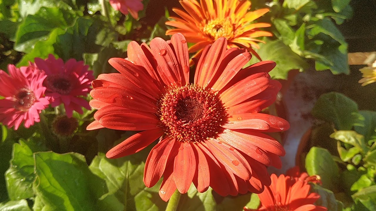 Mangalore Flower Exhibition 2020 YouTube