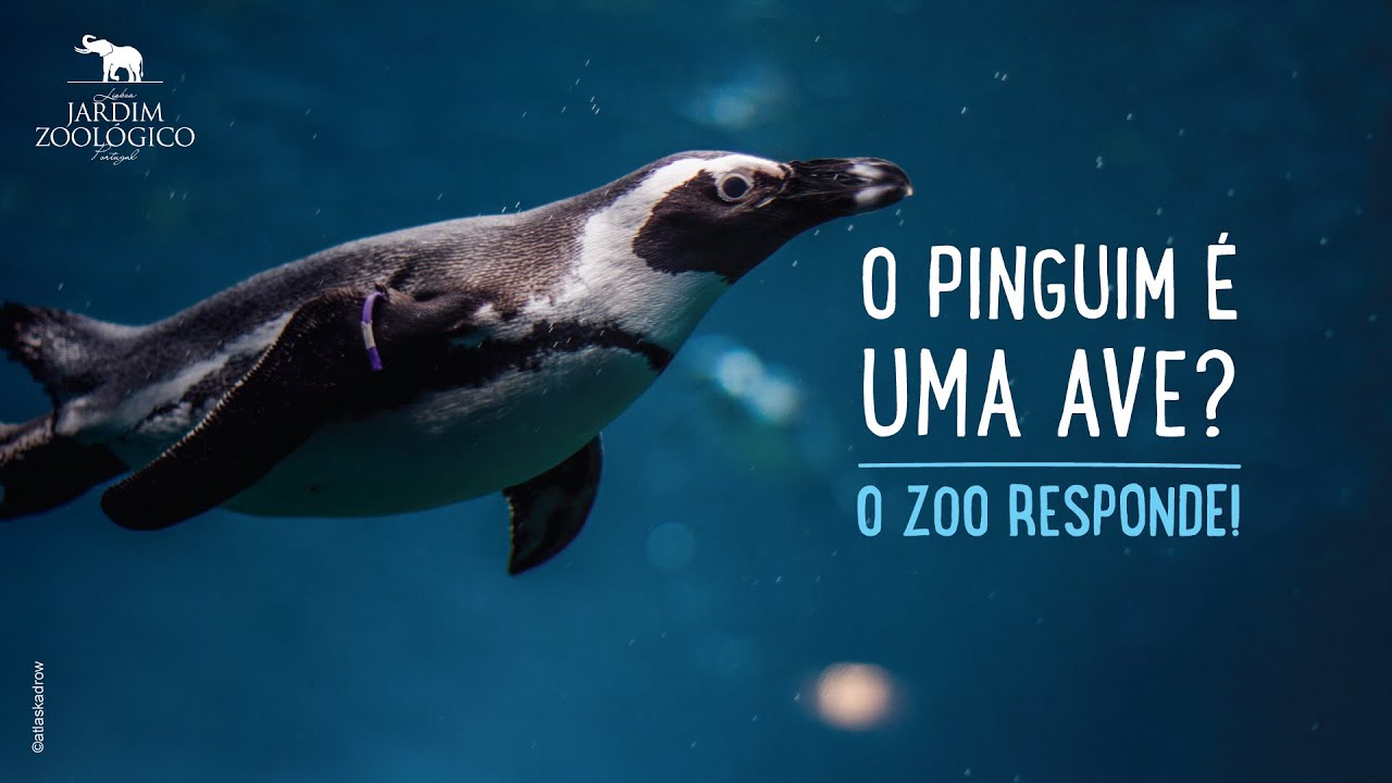 O pinguim é uma ave? - O Zoo Responde! - Jardim Zoológico - YouTube