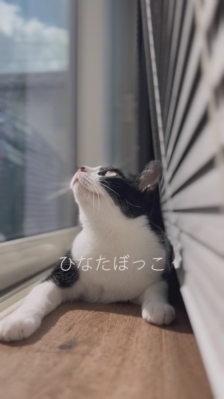 ひなたぼっこ - YouTube