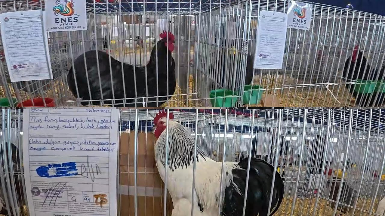 8. ULUSAL SÜS TAVUKLARI YARIŞMASI #tavukyarışması #kümeshayvanları
