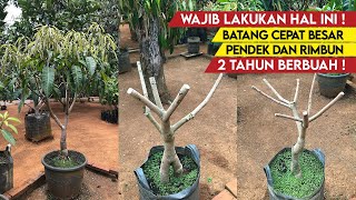It Turns Out This is The Secret! So That Mango Trees Quickly Bear Fruit In Pots