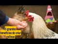 A qué no conocías estos 5 grandes beneficios de criar gallinas