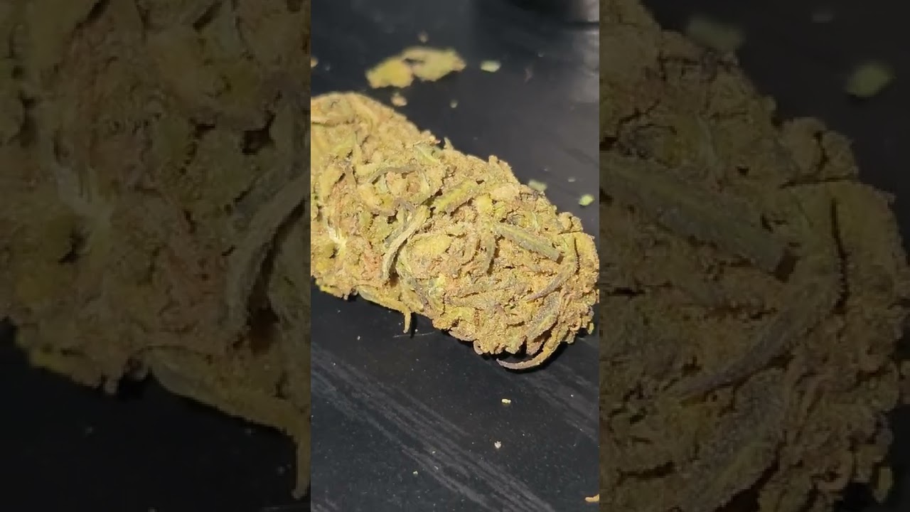 Ringos Gift - Tweedle Farm