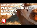 Рентабельность откорма бычков | Экономика фермы | Мясное животноводство