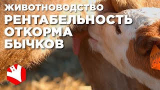 Рентабельность откорма бычков | Экономика фермы | Мясное животноводство
