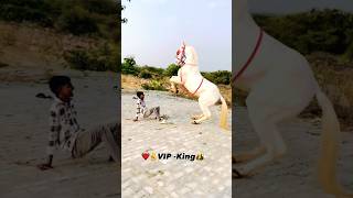 vip king 🤴 horse ka jordar dance #horse #dance ##tradingreels #shortsviral