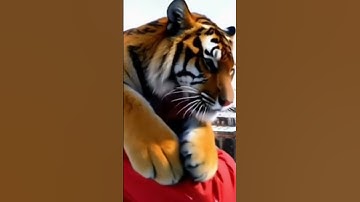 Ai animation cat video #cat #pets #3danimation #wildlife #funny #animallife