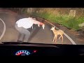 The baby deer having lost his mother panicked and rushed to the street to ask for help but then