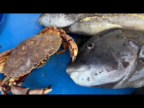 Catching Your Own Crabs for Party Boat Tog! Catch and Cook