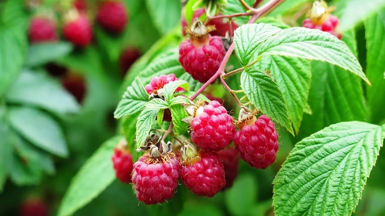 Бизнес план выращивание малины в теплице