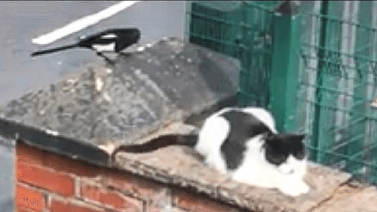 Funny Birds Trolling Cats Short Video
