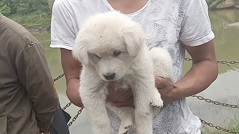 Chợ chó lớn nhất Tây Bắc 20/9. Chó con, xù, mông...