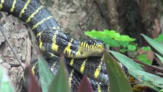 Mangrove Snake near our cabin!