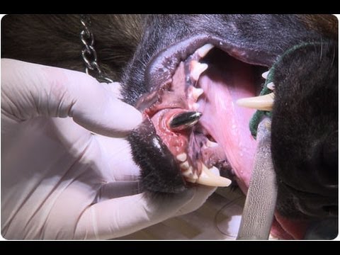 Vidéo: Fracture Dentaire Chez Le Chien