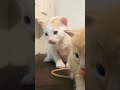 My baby cats | #cat #kitten #catlover #babycat #youtubeshorts