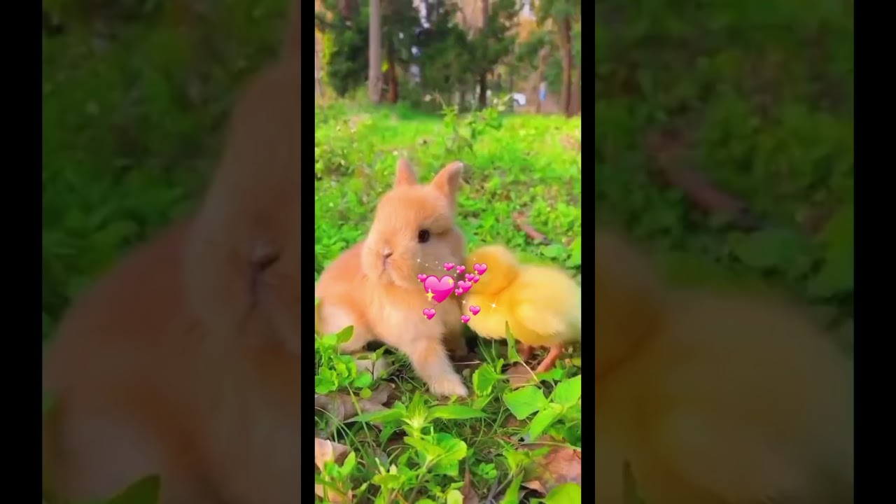 #62 rabbit duck and chicken cute 