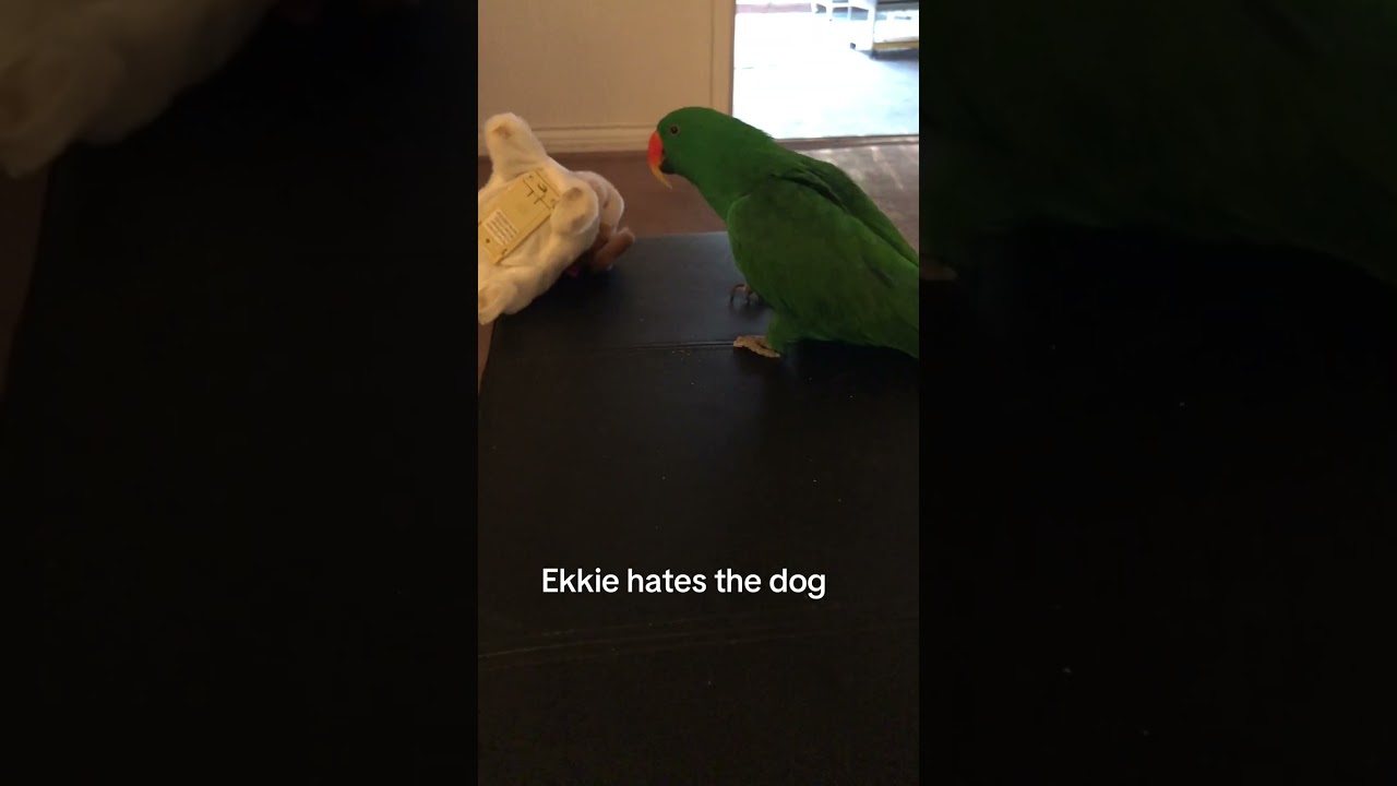 Parrot Plays with Fake Dog Toy 