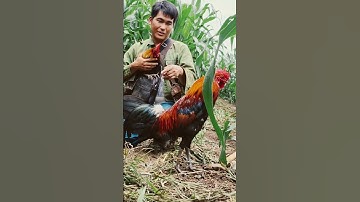 gà rừng và cái kết khi nó nóng như lửa 🔥🔥🔥.qaib qus daj kub tiag tiag