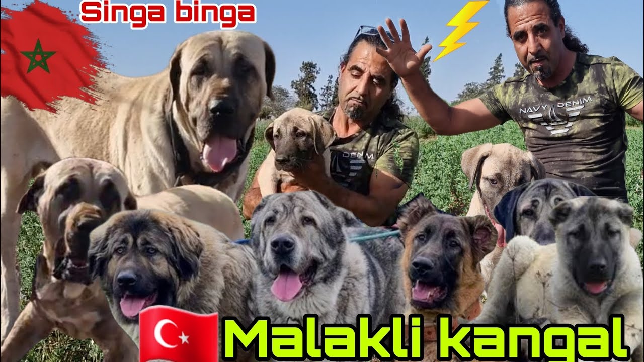 زيارة المزرعة كلاب حراسة تركيا 🇹🇷 malakli kangal  سلالة العمالقة واشرس مع مولوع اناس مدينة برشيد 🇲🇦💪