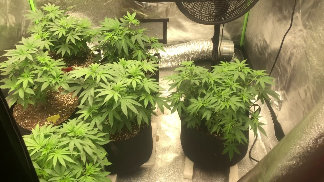 Bruce Banner #3 update #2