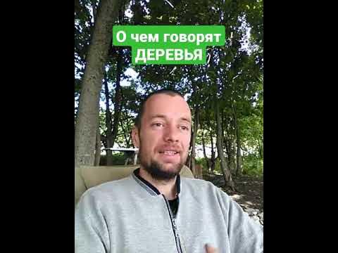 О чем говорят ДЕРЕВЬЯ. Как услышать ДЕРЕВЬЯ. #shorts - YouTube