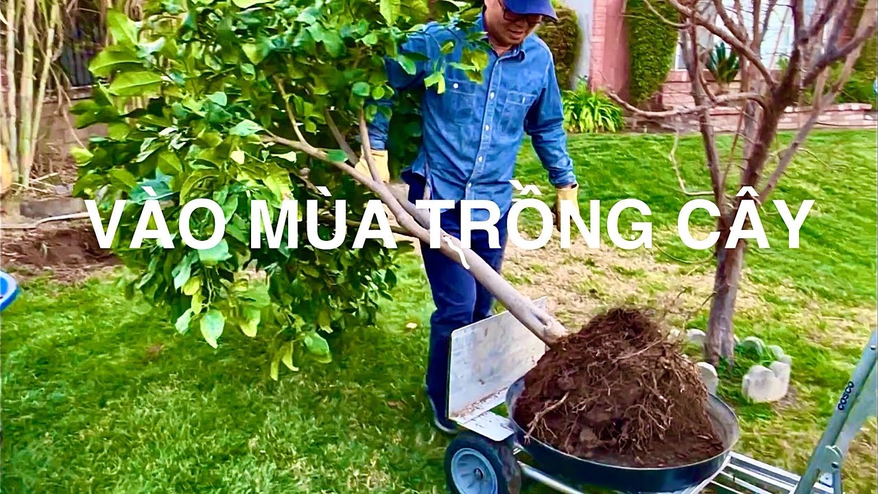 Vào Mùa Trồng Cây.  Chia Sẻ Cách Trồng Cây Ăn Trái Đơn Giản Cho Các Cây Citrus.