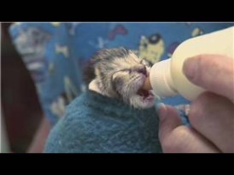 how to take care of a baby kitten