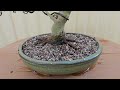 Japanese maple Acer Palmatum Bonsai