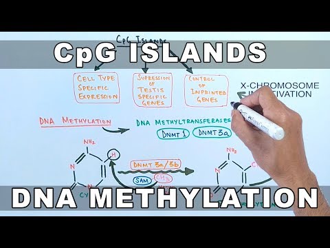 Vidéo: L'hémiméthylation Des Dyades CpG Est Caractéristique Des DMR Secondaires Associées Aux Loci Imprimés Et Est Corrélée Avec La 5-hydroxyméthylcytosine à Des Séquences Paternelle