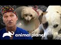 Dr. Jeff sana a perritos que son todo para sus familias | Dr. Jeff, Veterinario | Animal Planet