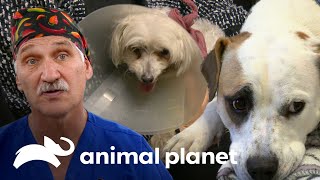 Dr. Jeff sana a perritos que son todo para sus familias | Dr. Jeff, Veterinario | Animal Planet