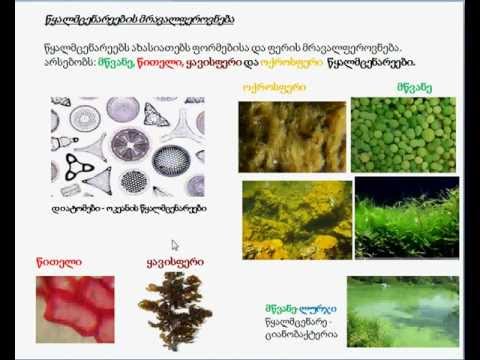 ნელი დათუკიშვილი, ლექცია 1, ნაწილი 3