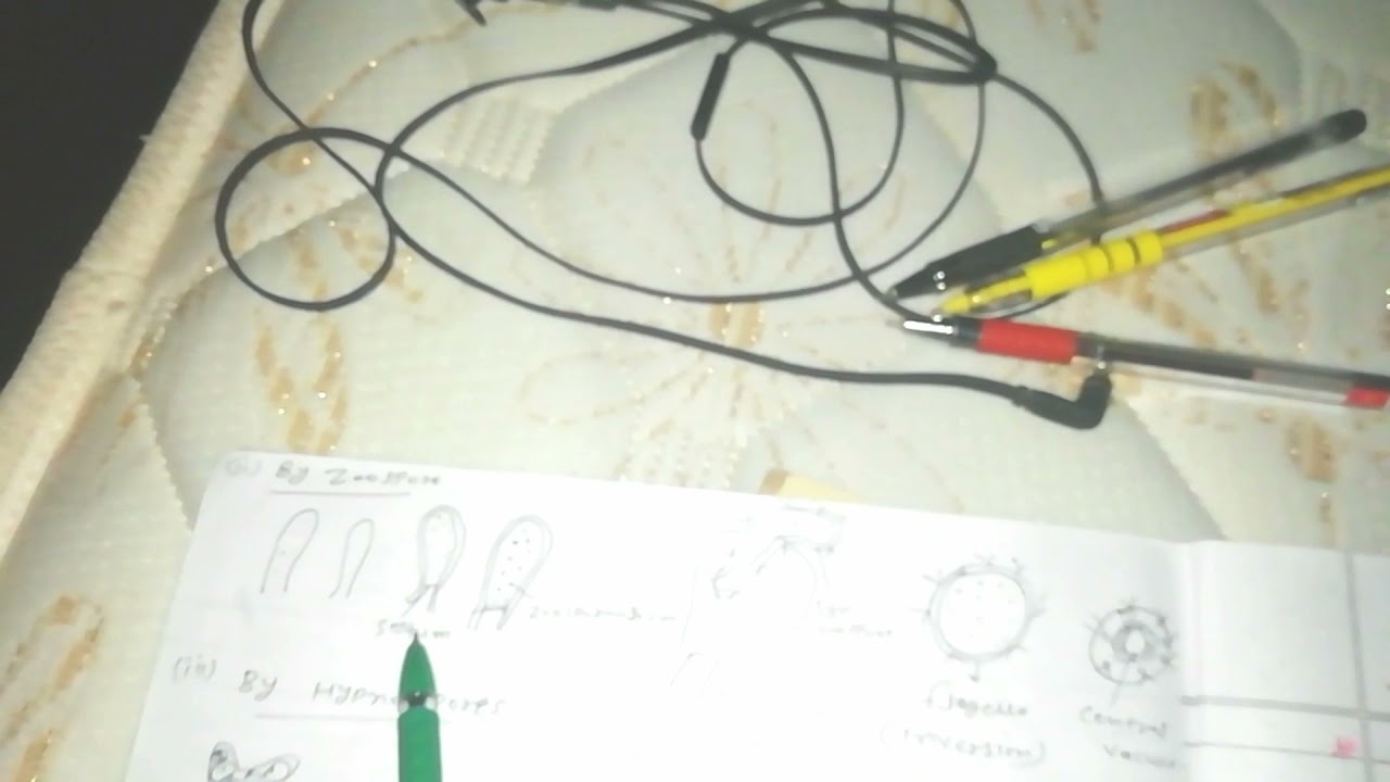 Voucheria /Xanthophyceae /algae /bsc /life cycle of voucheria