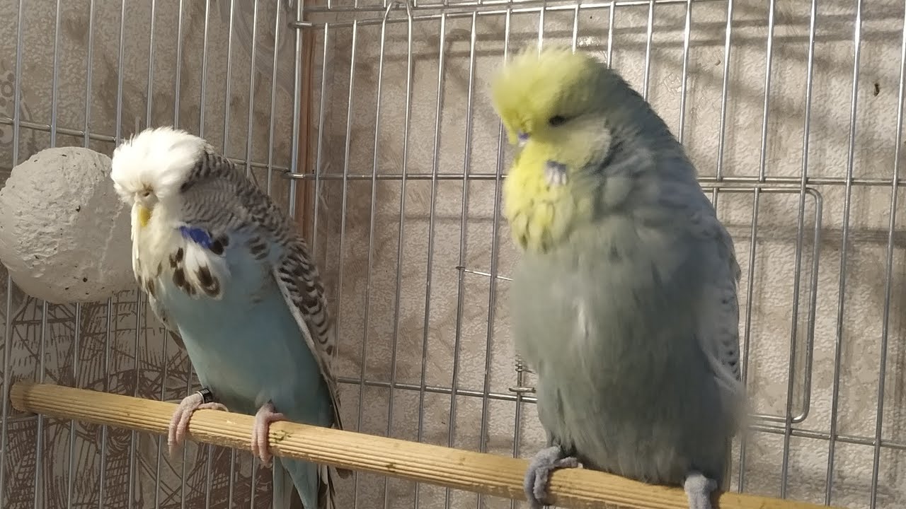 Muhabbet Kuşlarında Tüy Dönemi ve Yulaf Kullanımı