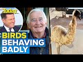 Outback pub owner's emu 'dumping' story has hosts in stitches | Today Show Australia